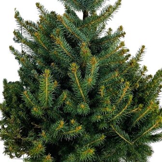 Picea glauca