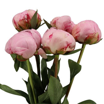 Peonias rosas claras