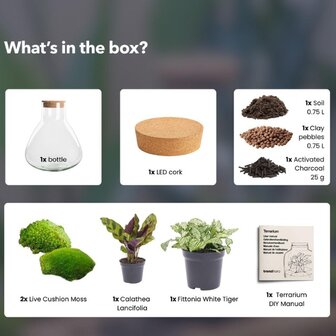 contenido kit terrario Calathea y Fittonia blanca