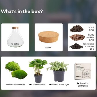 kit terrario Coffea y Fittonia