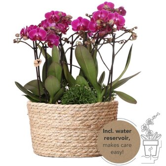 set de 3 orqu&iacute;deas moradas