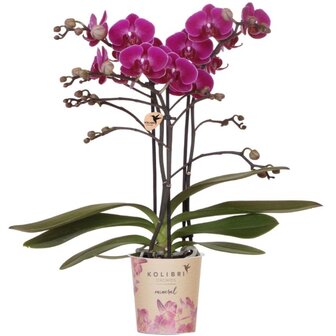 orqu&iacute;dea morada