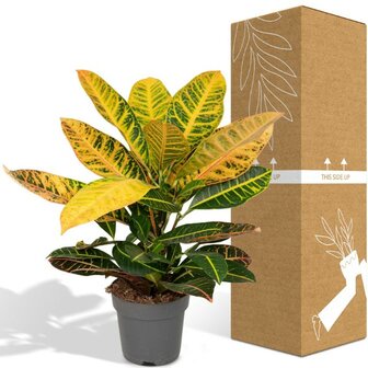 Codiaeum env&iacute;o