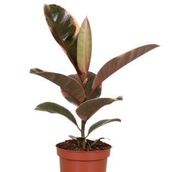 Ficus elastica belize