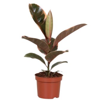 Ficus elastica belize