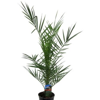 Phoenix canariensis 85cm