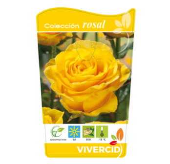 rosal pie bajo amarillo