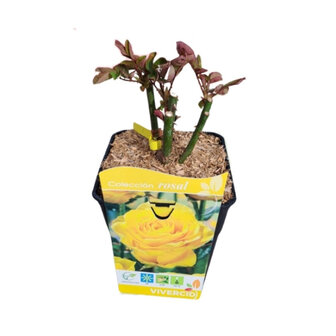 rosal pie bajo amarillo