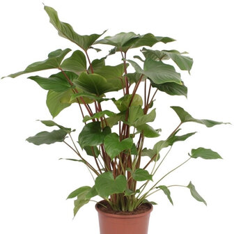 Homalomena Rubescens Maggy