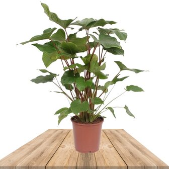 Homalomena Rubescens Maggy