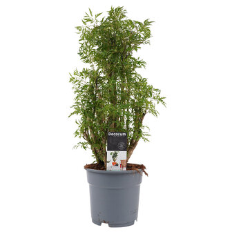 Polyscias Hawaiiana Ming