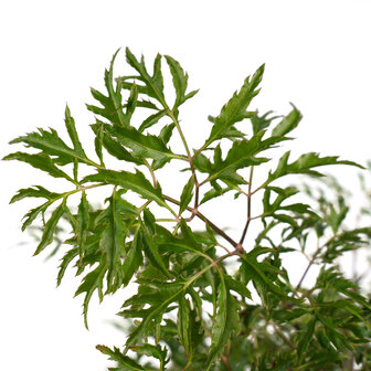 Polyscias Hawaiiana Ming