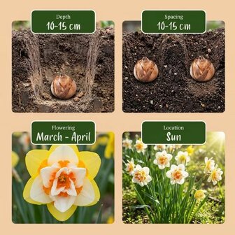 bulbos narcisos
