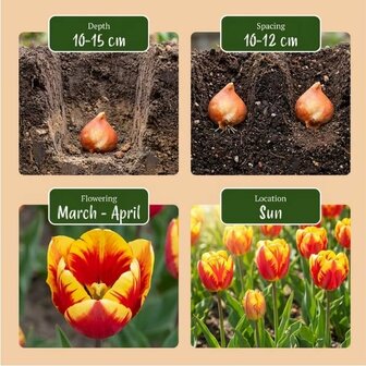 bulbos tulipanes info