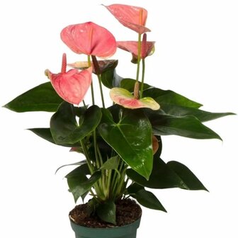 Anthurium rosa