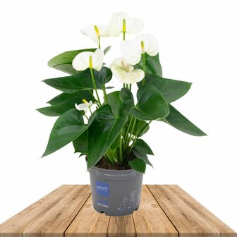 Anthurium blanco