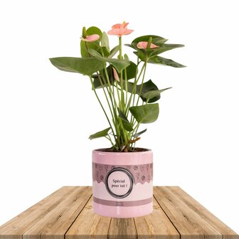 Anthurium rosa en mace