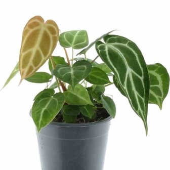 Anthurium chrystallium