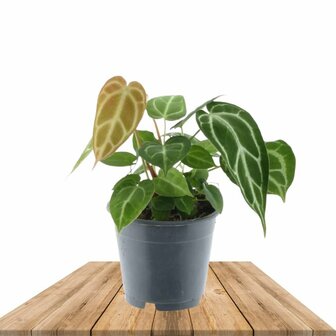 Anthurium chrystallium
