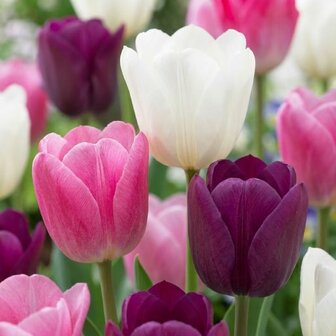 tulipanes colores pasteles