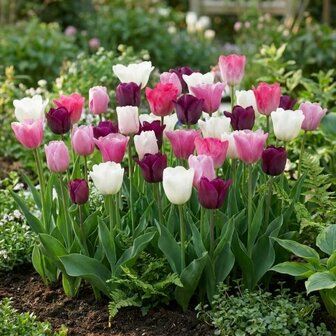 tulipanes colores pasteles