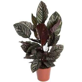 calathea sanderiana