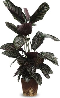 calathea sanderiana 75cm