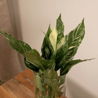 spathiphyllum diamond hojas