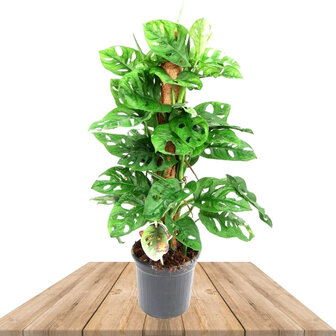 monstera obliqua con tutor