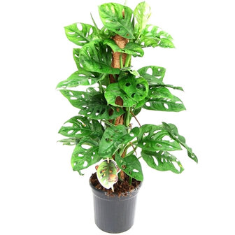 monstera obliqua (monkey) con tutor