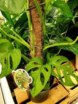 monstera obliqua 65cm con tutor