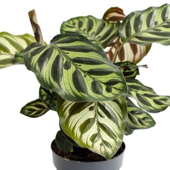 hojas Calathea makoyana