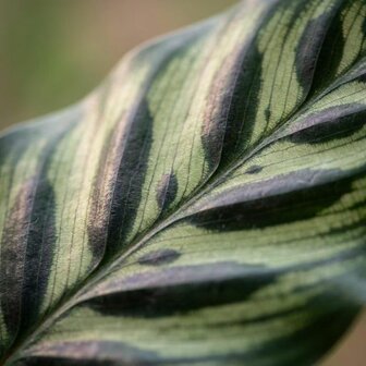 Calathea makoyana