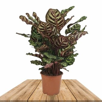 Calathea makoyana