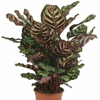 Calathea makoyana