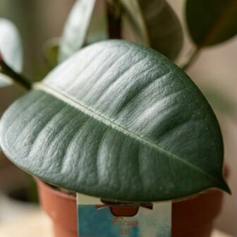 Ficus elastica cloe