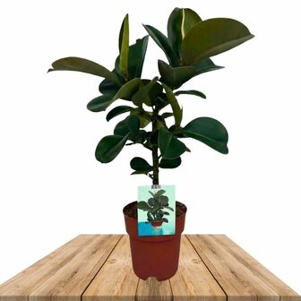 Ficus elastica cloe