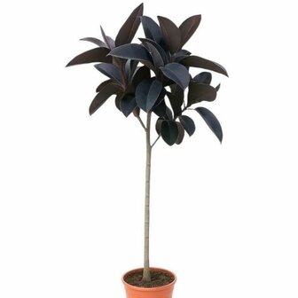 Ficus elastica abidjan
