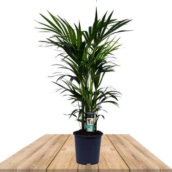 palmera kentia 120cm