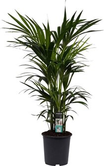 palmera kentia 120cm