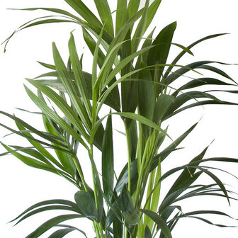 hojas howea forsteriana