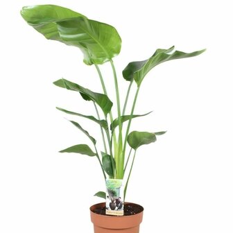 Strelitzia nicolai