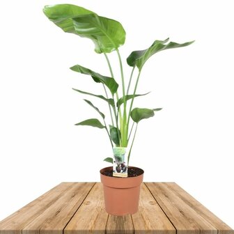Strelitzia nicolai