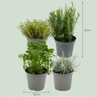 mix de plantas arom&aacute;ticas