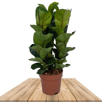 ficus lyrata bambino