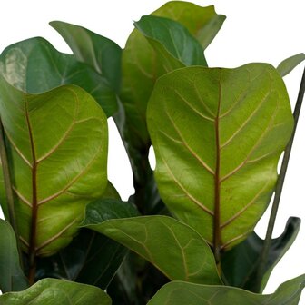 ficus lyrata bambino hojas