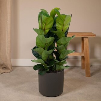ficus lyrata bambino deco