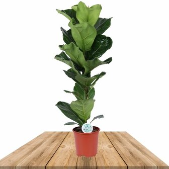 Ficus lyrata