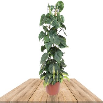 FILODENDRO SCANDENS BRASIL CON TUTOR 150CM (PHILODENDRON HEDERACEUM)