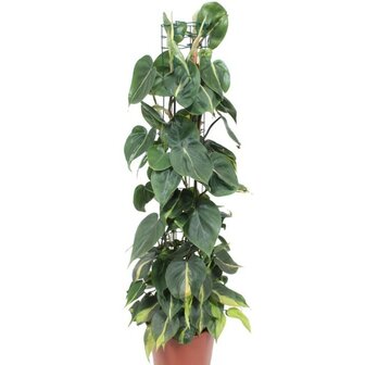 Philodendron scandens brasil